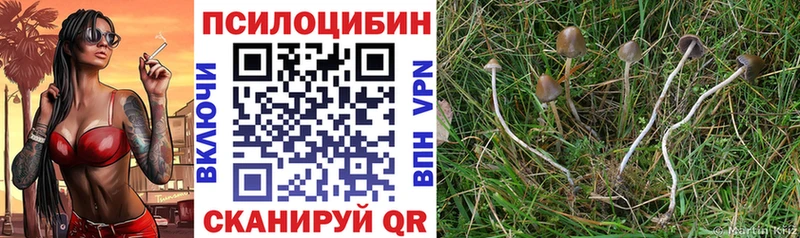 Купить Каменск-Шахтинский Псилоцибиновые грибы мицелий
